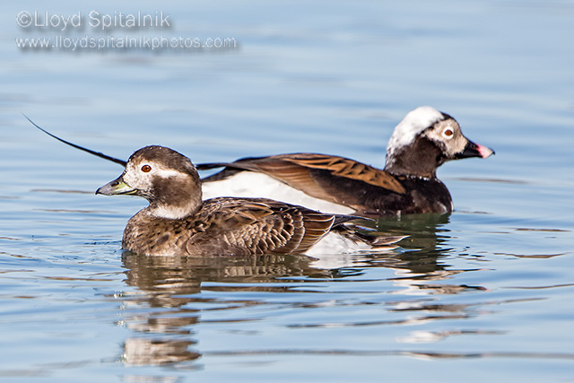 Long-tailed Duck (Oldsquaw)