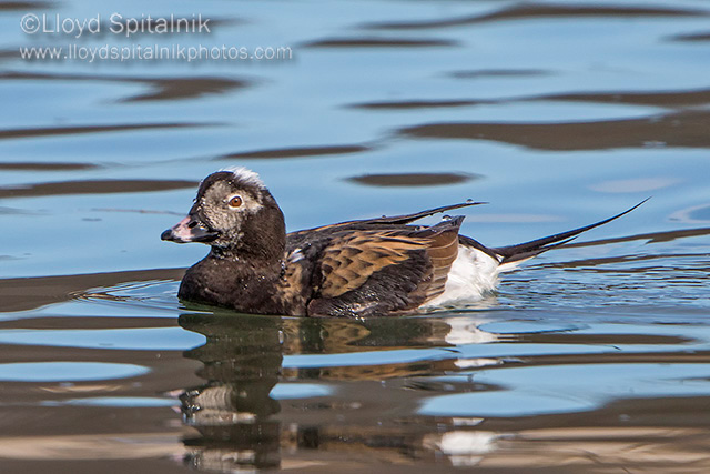 Long-tailed Duck (Oldsquaw)