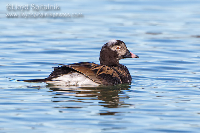 Long-tailed Duck (Oldsquaw)