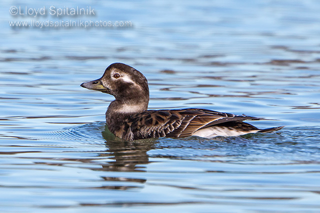Long-tailed Duck/Oldsquaw (female)