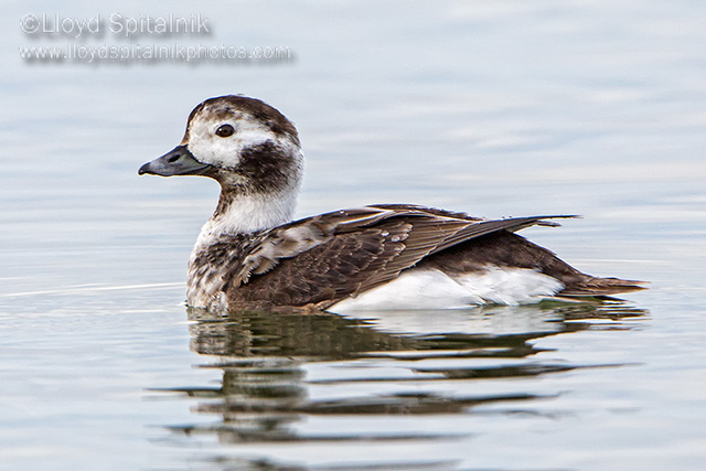 Long-tailed Duck (Oldsquaw)