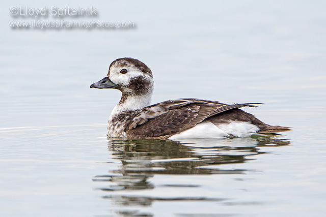 Long-tailed Duck (Oldsquaw)