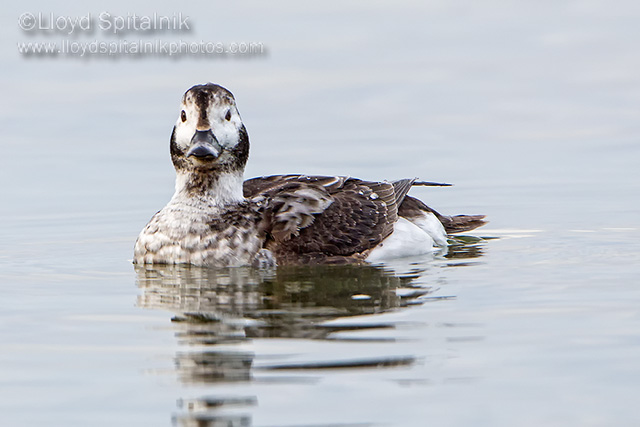 Long-tailed Duck (Oldsquaw)