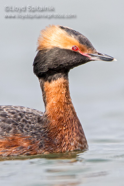 Horned Grebe