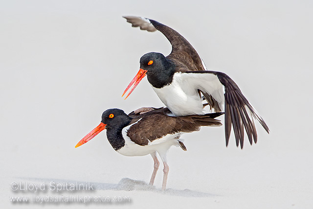 American Oystercatcher 