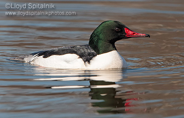Common Merganser