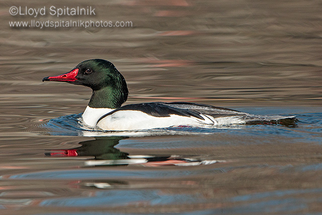 Common Merganser