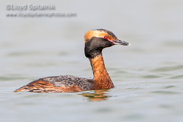 Horned Grebe
