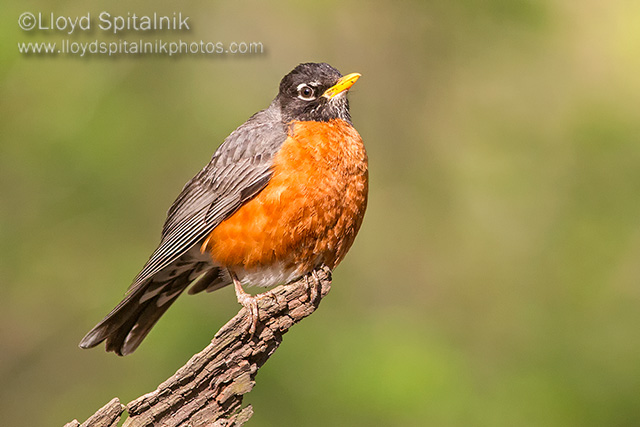 American Robin