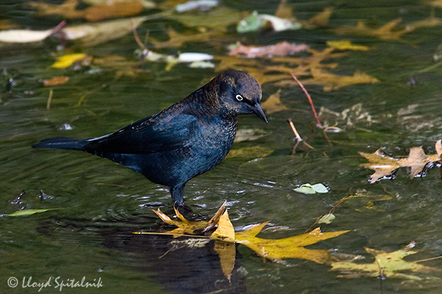 Rusty Blackbird