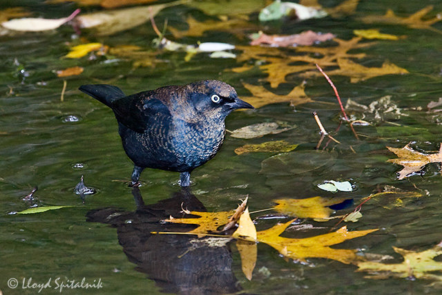 Rusty Blackbird