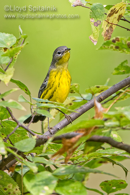 Magnolia Warbler