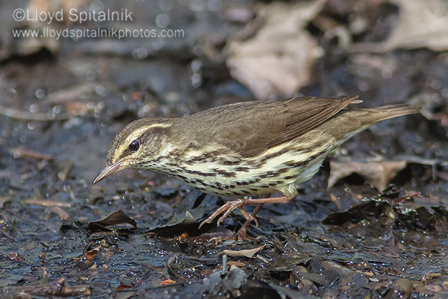 Northern Waterthrush