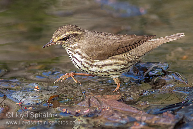 Northern Waterthrush