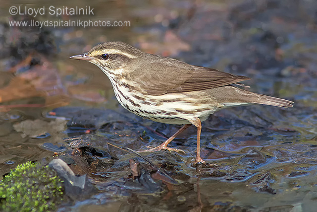 Northern Waterthrush
