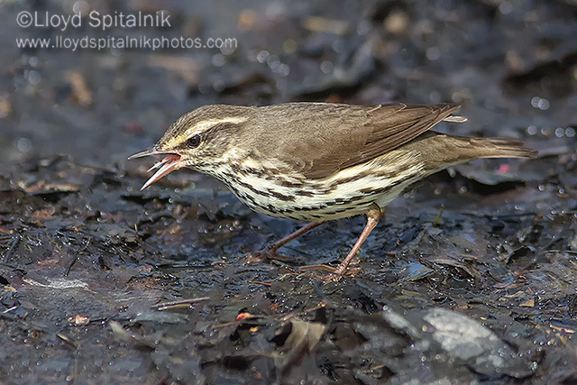 Northern Waterthrush