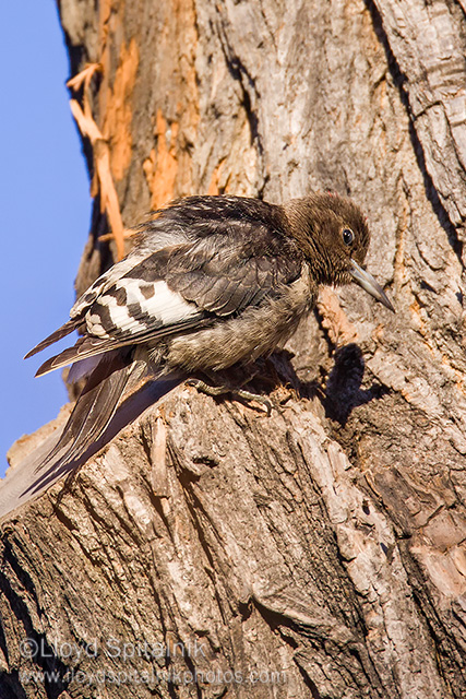 Red-headed Woodpecker