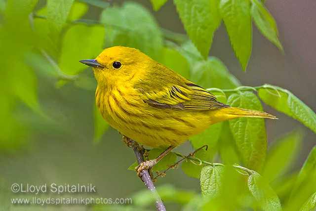 Yellow Warbler