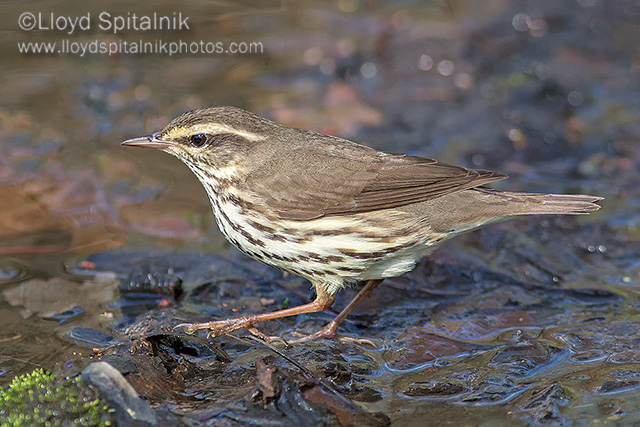 Northern Waterthrush