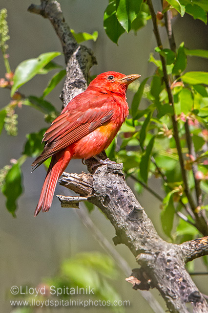 Summer Tanager