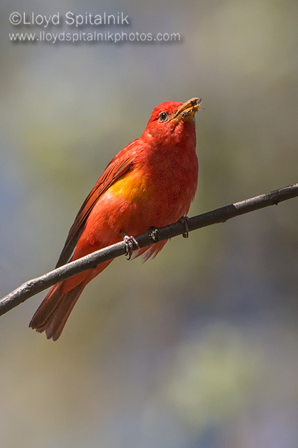 Summer Tanager