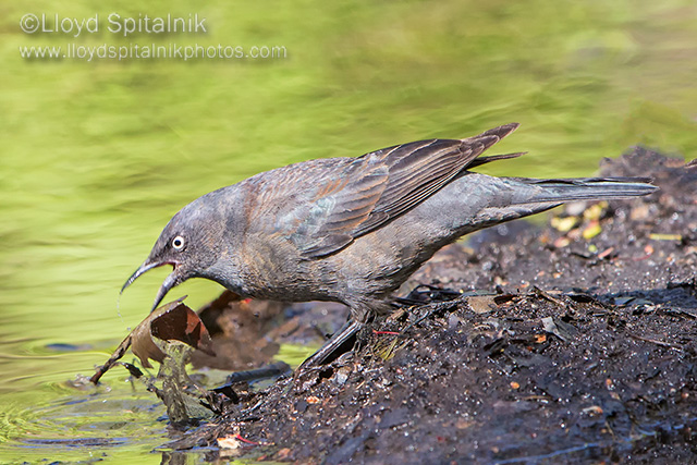 Rusty Blackbird (female)
