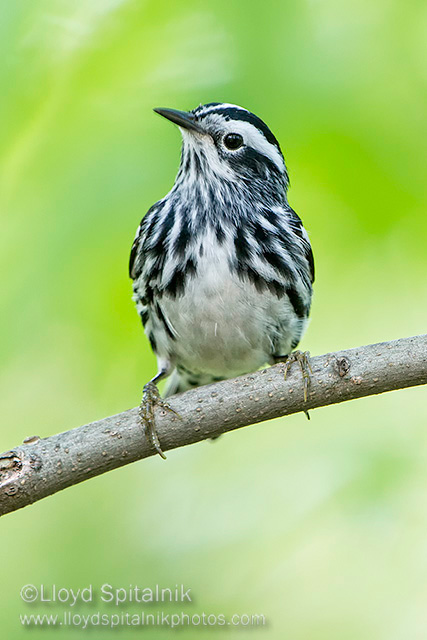 Black-and-white Warbler