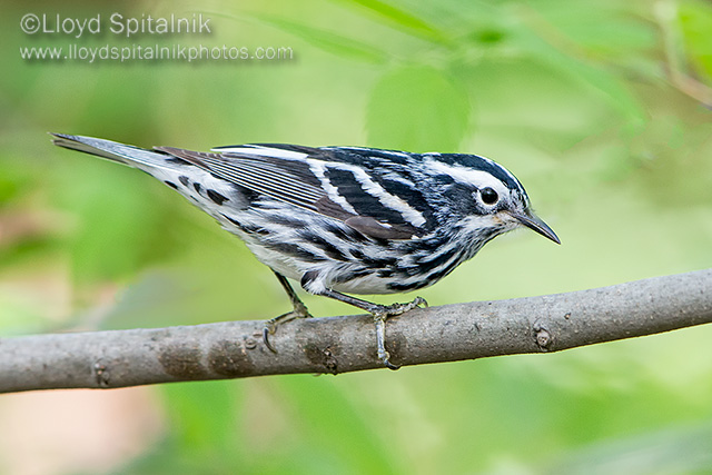 Black-and-white Warbler