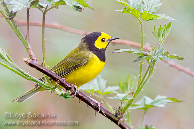 Hooded Warbler (male)