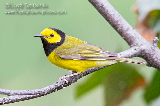 Hooded Warbler (male)