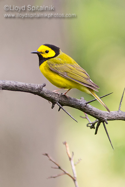 Hooded Warbler (male)
