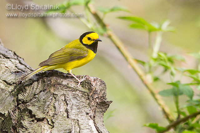 Hooded Warbler (male)
