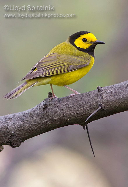 Hooded Warbler (male)