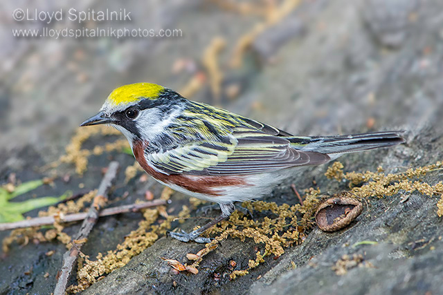 Chestnut-sided Warbler