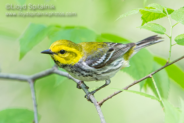 Black-throated Green Warbler 