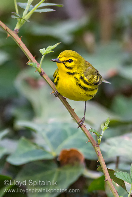 Prairie Warbler