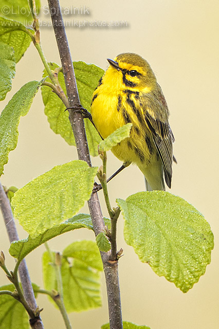 Prairie Warbler