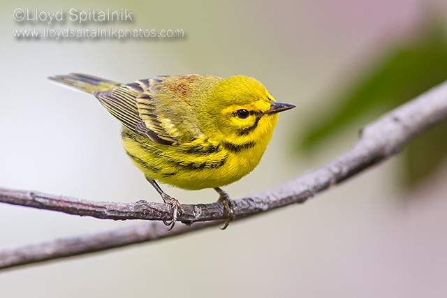 Prairie Warbler