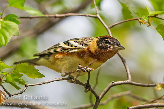 Bay-breasted Warbler