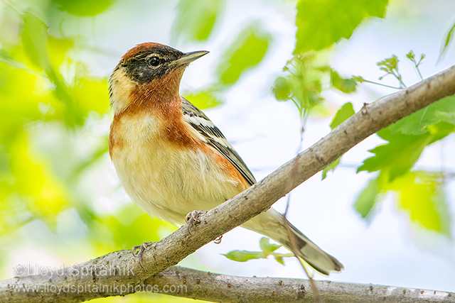 Bay-breasted Warbler