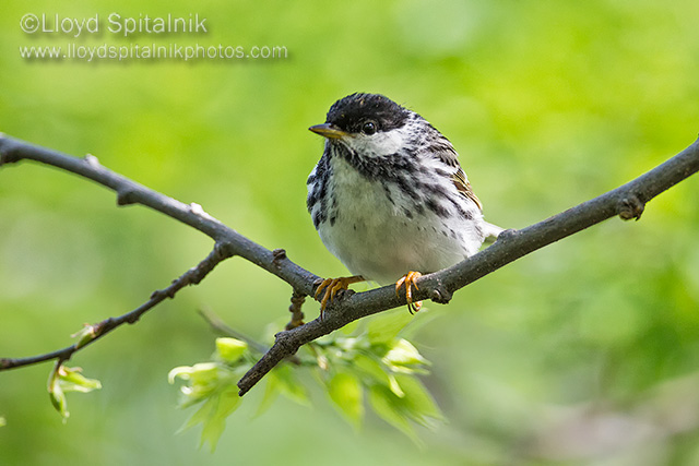 Blackpoll Warbler