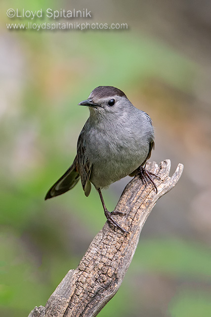 Gray Catbird