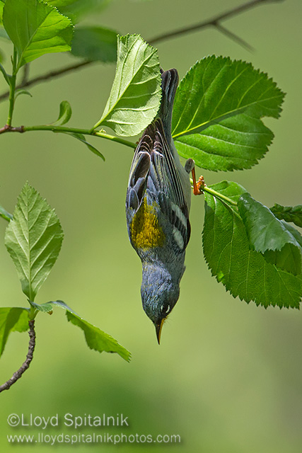 Northern Parula