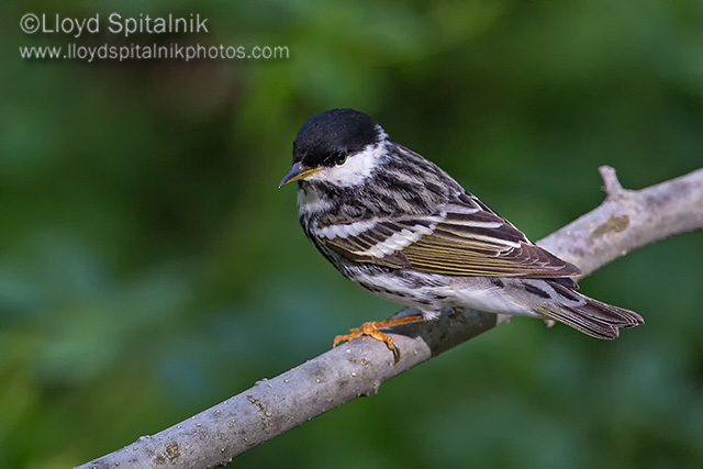 Blackpoll Warbler
