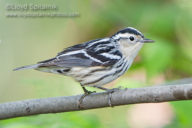 Black-and-white Warbler (female)