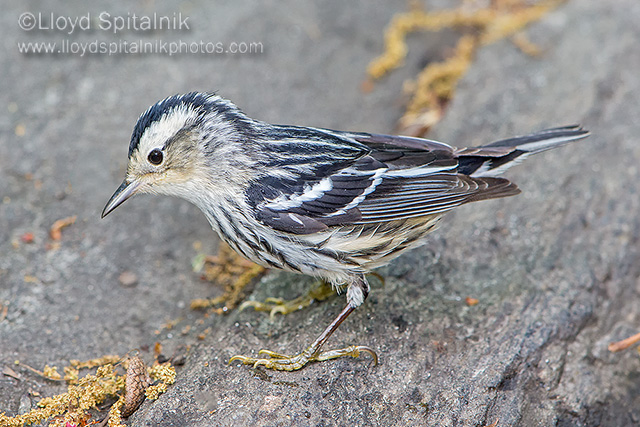 Black-and-white Warbler (female)