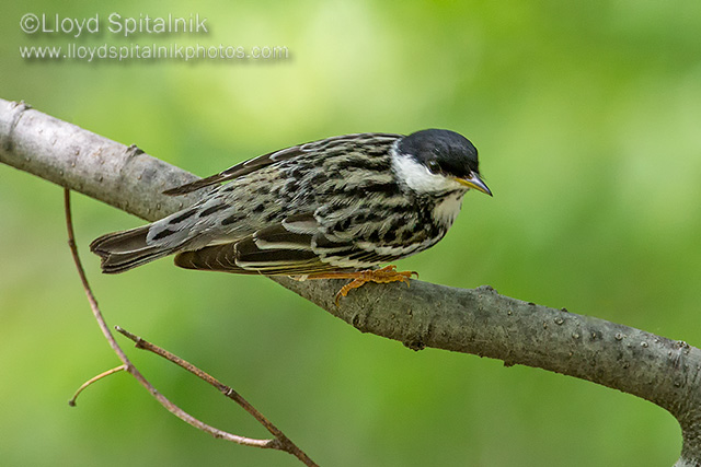 Blackpoll Warbler