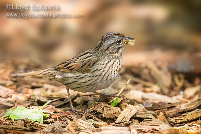 Lincolns Sparrow