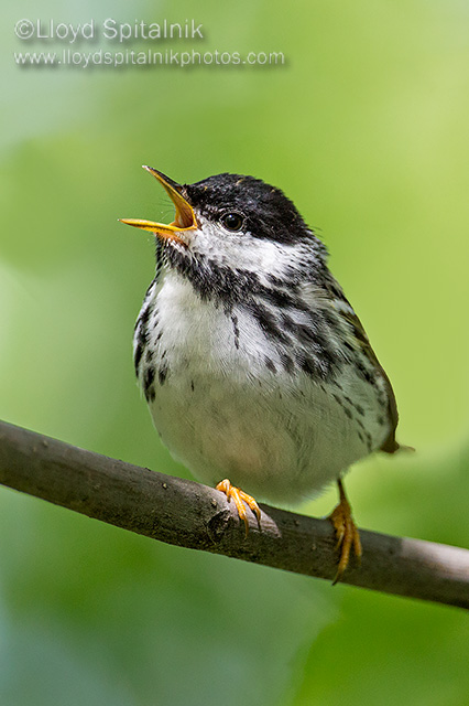 Blackpoll Warbler