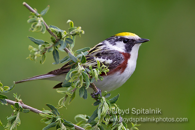 Chestnut-sided Warbler